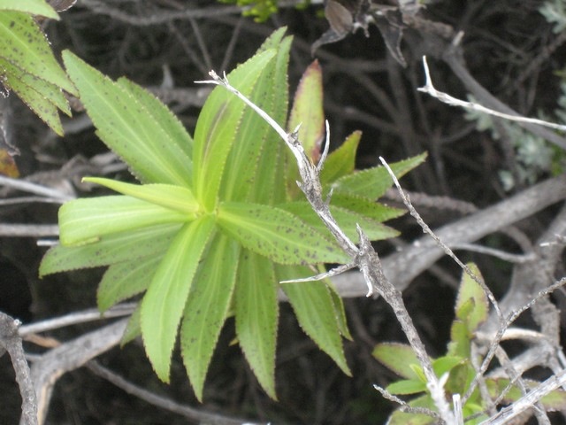 24 Fanjasia  salifolia, chasse vieillesse  IMG 0909