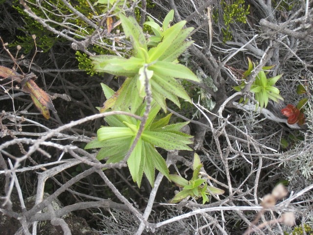 24 Fanjasia  salifolia, chasse vieillesse  IMG 0908