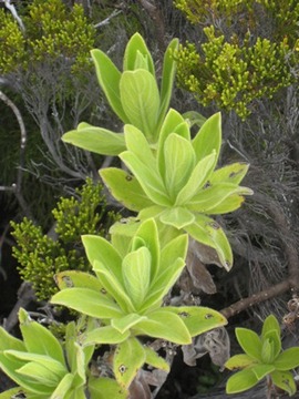47 Psiadia anchusifolia.... IMG 0911