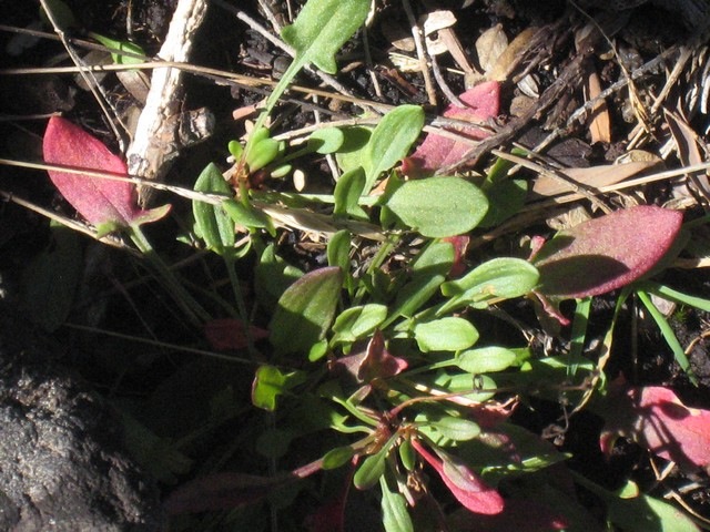 52 Rumex acetosella, oseille sauvage, volcan  IMG 0821