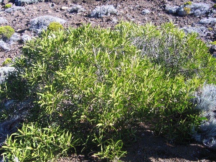 Acacia heterophylla  Tamarin des Hauts (bonsa ou bonza) IMG_5051