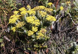 Pas des Sables- Ambaville blanche-Hubertia tomentosa- Astrace-E