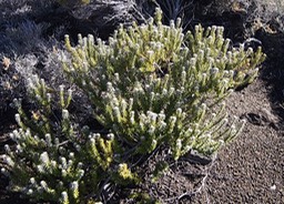 Pas des sables- Ambaville btard  ou feuilles dures - Phylica nitida- Rhamnace-E