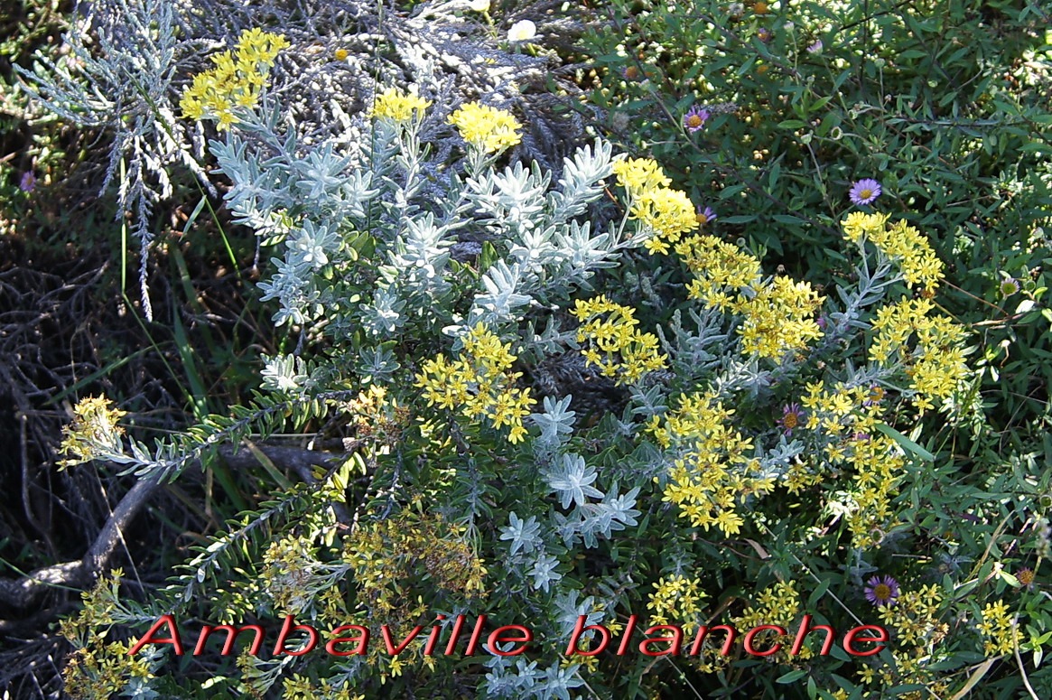 Pas des Sables- Ambaville blanche- Hubertia tomentosa- Astrace- E