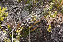Pas des Sables- Carex boryana- Cyprace