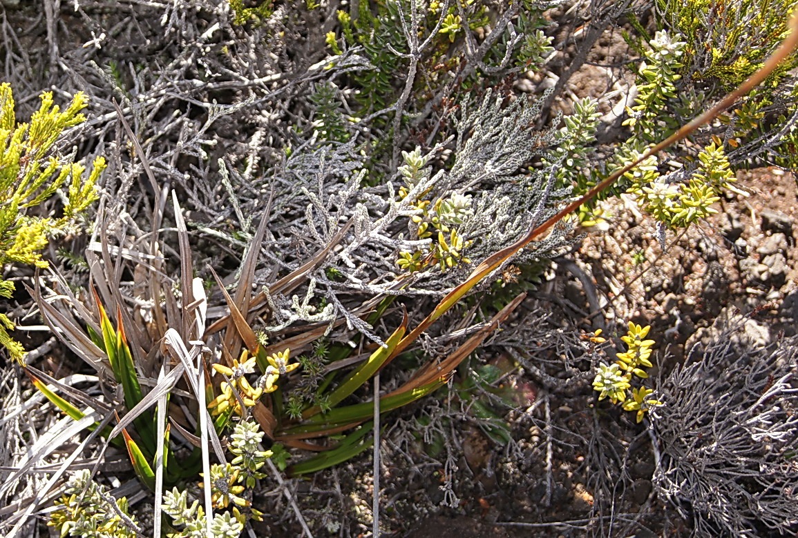 Pas des Sables- Carex boryana- Cyprace