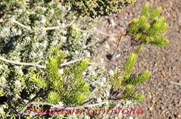 Pas des Sables- Faujasia pinifolia- Astrace-E