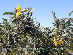 Pas des Sables- Les fleurs du Petit Tamarin des hauts- Sophora denudata-Fabace-E