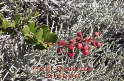 Pas des Sables- Petit Bois de rempart- Agarista buxifolia- Ericace-E