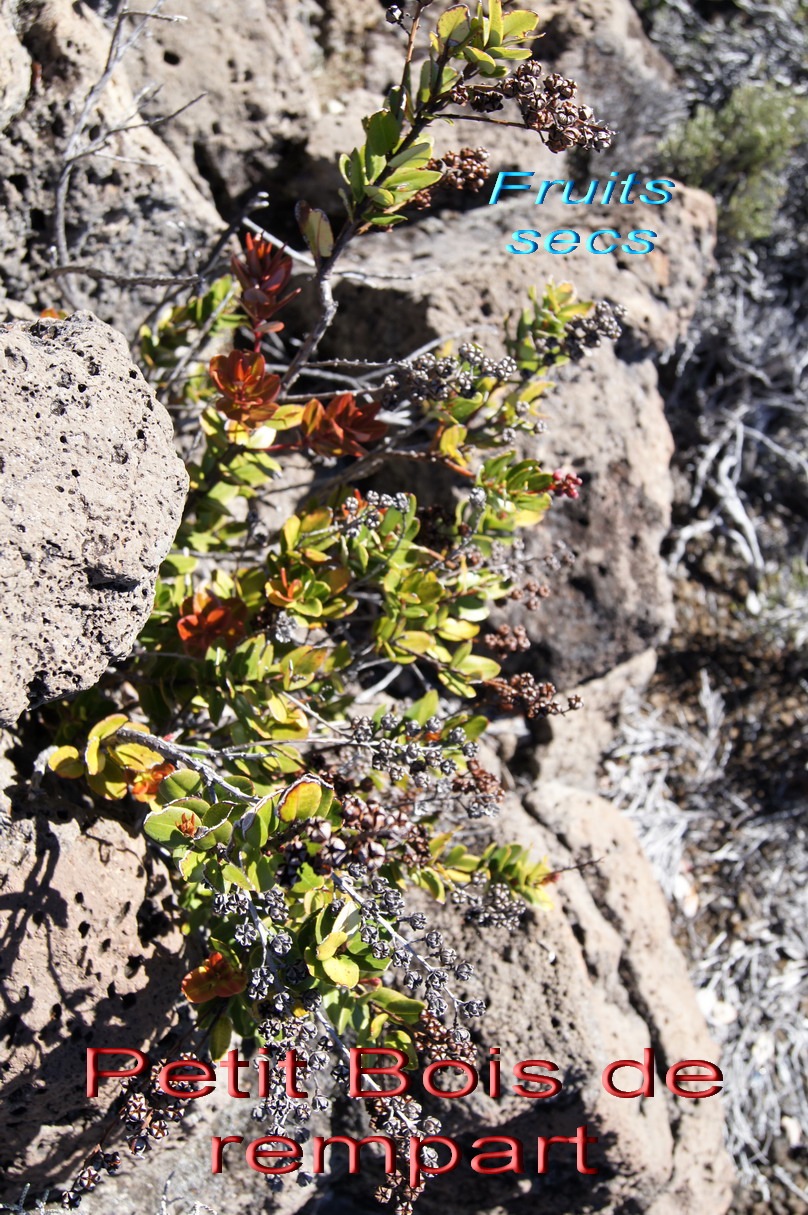 Pas des sables- Petit Bois de rempart avec ses fruits secs-Agarista buxifolia -Ericace-E