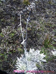 Pas des Sables- Petit velours blanc- Helichrysum arnicoides-Astrace-E