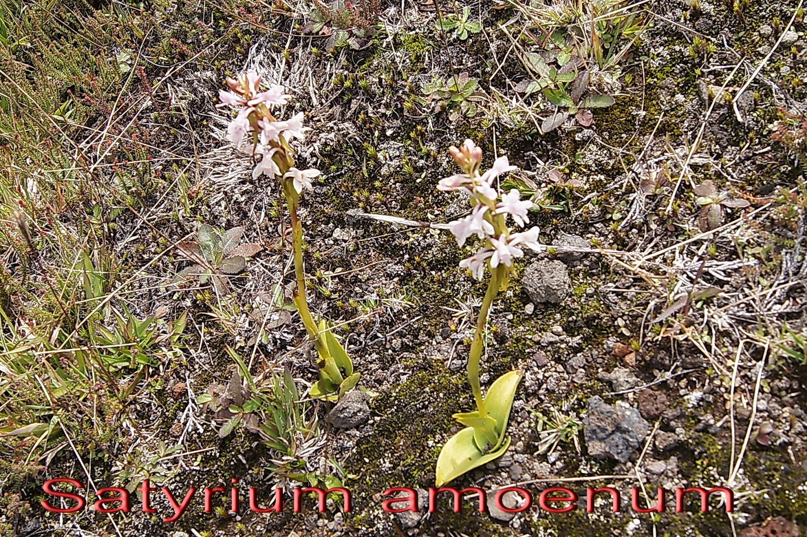 Pas des Sables- Satyrium amoenum -orchidace
