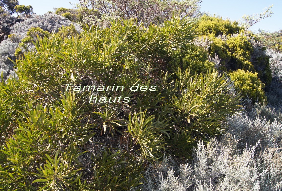 Pas des Sables- Tamarin des hauts- Acacia heterophylla- Fabace- E