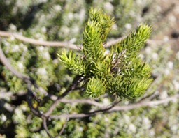 pf-Faujasia pinifolia