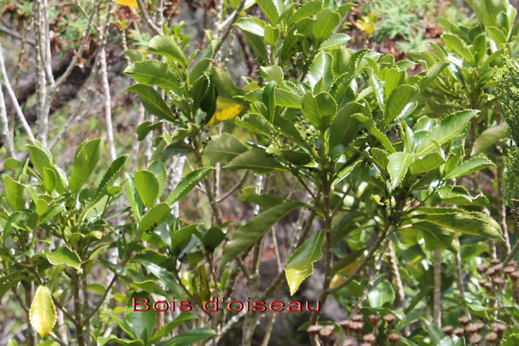 Au- Bois d'oiseau - Claoxylon gladulosum- Euphorbiacée - E
