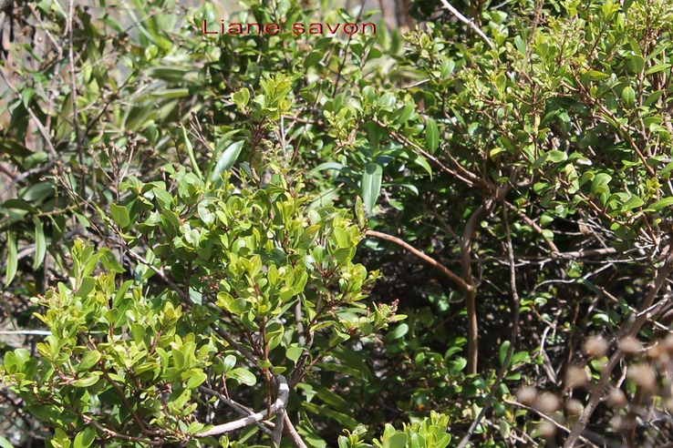 Au- Liane savon - Embelia angustifolia- Myrsinacée - E