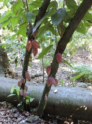 2 Cacaoyer, Theobroma cacao 
