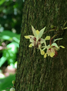4- fleurs (grossies) du Cacaoyer