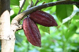 Cabosses de cacao