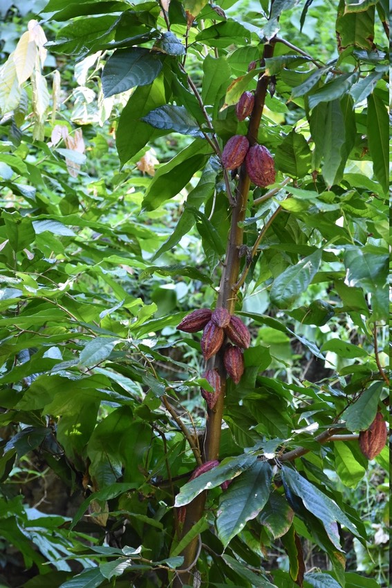 Cacaoyer - Theobroma cacao criollo - MALVACEAE - Mexique