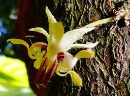fleur de cacaoyer (2)