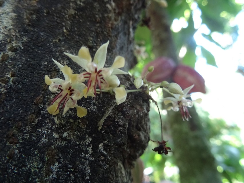 Fleurs du cacaoyer - Theobroma cacao criollo - MALVACEAE - Mexique