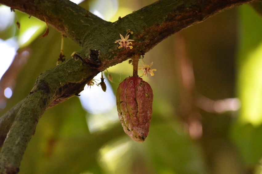 Fleurs et fruits du cacaoyer