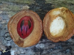 Fruit du muscadier - Myristica fragrans - MYRTACEAE - Archipel des Moluques