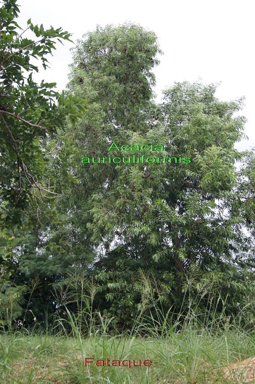 Acacia auriculiformis- Fabacée- Australie et Fataque- Poacée