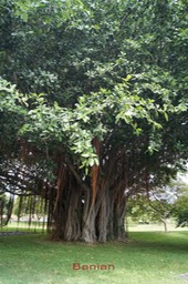 Banian - Ficus benghalensis - Moracée - exo Asie