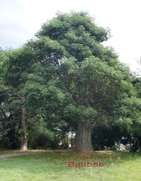 Baobab - Adansonia digitata - Malvacée - exo