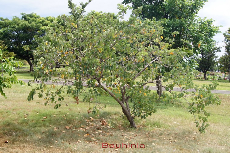 Bauhinia sp- Fabacée - exo