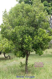 Bois rouge - Cassine orientalis- Celastraceae - Masc