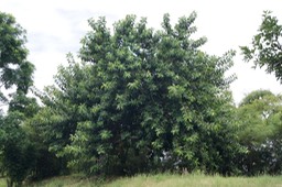 Caoutchouc- Ficus elastica- Moracée - Asie tropicale