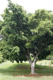 Ficus benjamina - Moracée - exo