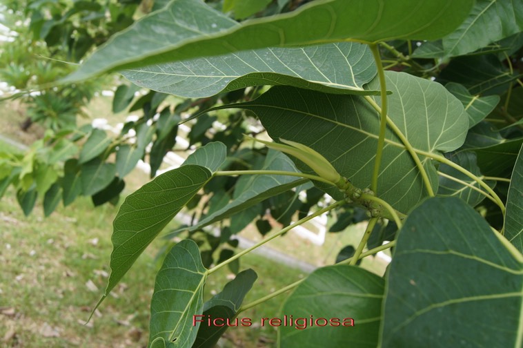 Ficus religiosa - les feuilles