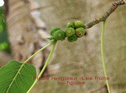 Ficus religiosa- les fruits
