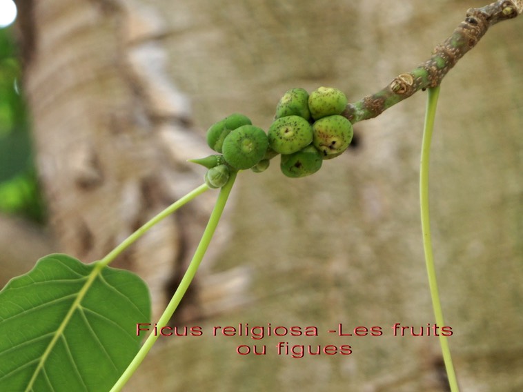 Ficus religiosa- les fruits