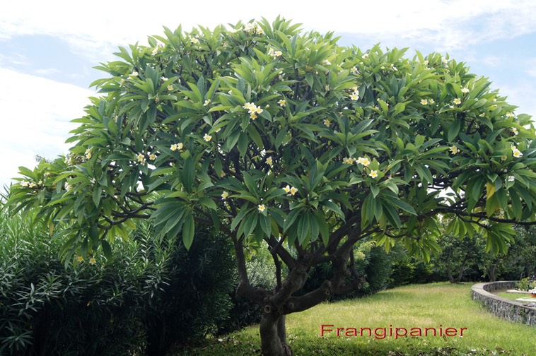 Frangipanier - Plumeria alba- Apocynacée- Caraïbes