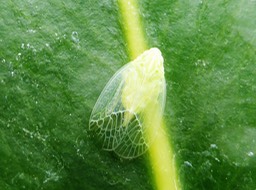 Kallitaxila murcia Cicadelle (2)