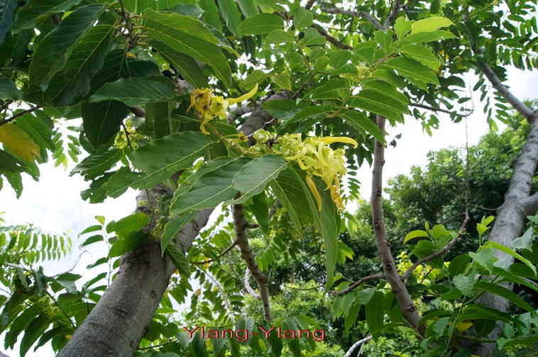 Ylang-Ylang-  Cananga odorata-Annonacée -exoPhilippines,Malaisie