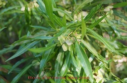 Bois d'arnette des bas- Dodonea salicifolia- Sapindacée - I