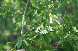 Bois de chenilles - Clerodendron heterophyllum - Verbénacée - B