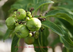 Bois de chenilles - Fruits