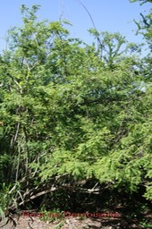 Bois de demoiselle- Phyllanthus casticum- Phyllanthacée- Masc