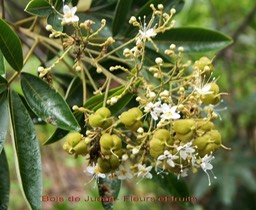 Bois de Judas - Cossinia pinnata -Fleurs et fruits- Sapindacée -BM