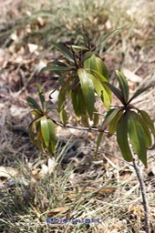 Bois puant - Foetida mauritiana- Lécythidacée - BM