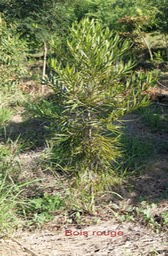 Bois rouge - Cassine orientalis - Célastracée - I