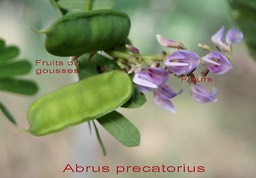 Cascavelle- Abrus precatorius - Fabacée - I