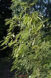 Cassi - Leucaena leucocephalla - Fabacée - exo